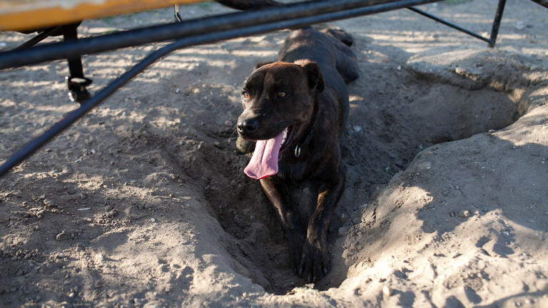 Így örülnek a kutyák egy felújított játszótérnek