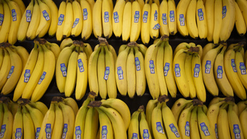 Újra támad a banánvész