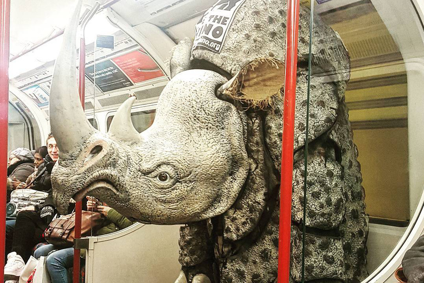 Egy rinocérosz és Napóleon utaznak a metrón: ez nem egy vicc, hanem tényleg megtörtént