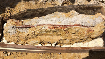 4-5 méteres dinók is élhettek Villányban