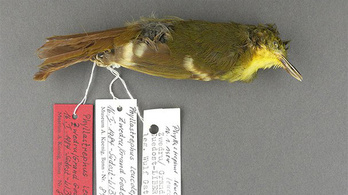 Kihalt egy madárfaj, amely sohasem létezett