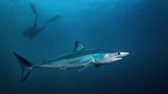Bajban van a világ leggyorsabb cápája