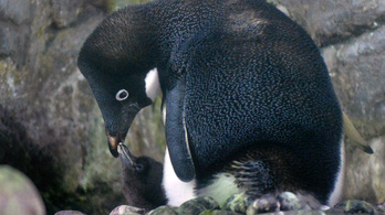 Több ezer pingvinfióka halt éhen az Antarktiszon