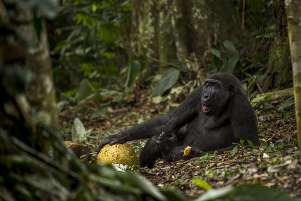 Magas élet - fiatal hím gorilla pihen a talajon egy friss gyümölcs társaságában. Megfigyelői szerint ő az egyik renitens a 16 fős családban, aki állandóan lemarad a többiektől és a saját útját járja. Valószínűleg hamarosan el is szakad majd a csoportjától, hogy más hímekkel összeállva nekiálljon felfedezni a világot, és saját családot alapítson magának valahol.