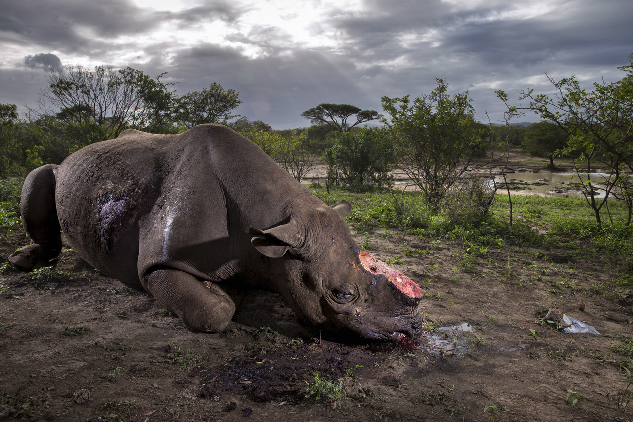 Az év természetfotója (2017)
                        Fekete orrszarvú teteme fekszik a földön egy Dél-afrikai rezervátumban. Az állatot a szarváért vadászták le - feltehetően helyi lakosok, akik jó pénzt kapnak értük az orvgazdáktól. A boncolás kimutatta, hogy nagy kaliberű vadászpuskával lőtték le az állatot, a golyó átment a teljes testén, de az orrszarvú tovább szaladt, majd összerogyott. Ekkor egészen közelről adtak le még egy lövést rá, amivel kivégezték. Kevesebb mint háromezer példány él belőlük ma a vadonban.