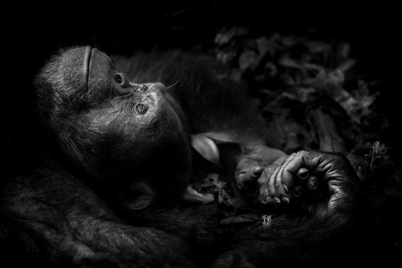 Elmélkedés - egy fiatal hím csimpánz figyeli a fák ágain ülő nőstényt, aki a fotós szerint rá sem hederített. Az állat csalódottságában legalább fél órát ült a földön, elmélázva az élet dolgain.