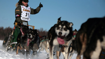 Doppingolt kutyákat találtak a világ legnehezebb szánhúzó versenyén