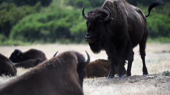 A Higgs bison, avagy a bölénykutatás Szent Gráljának megtalálása