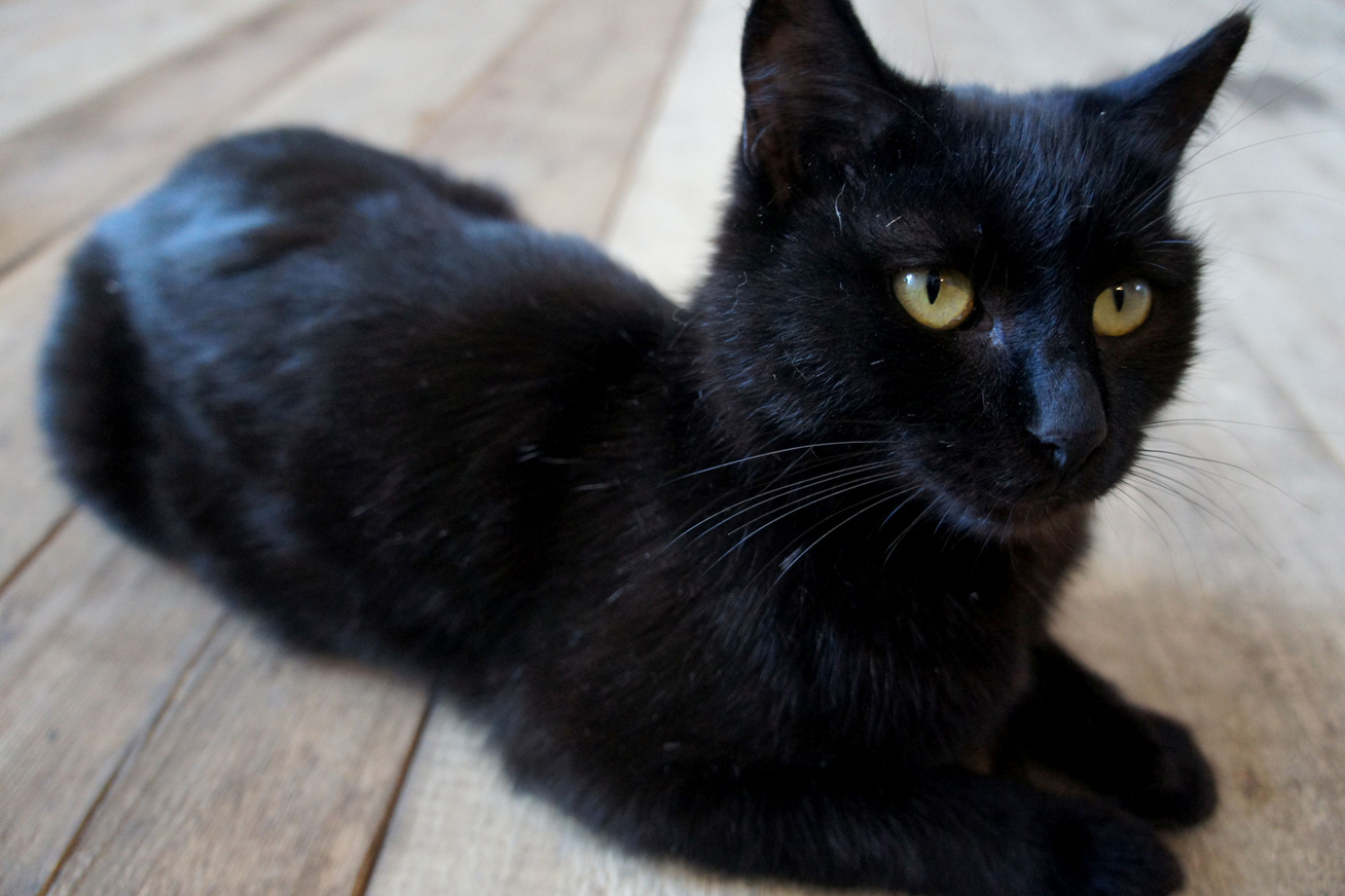 fekete-macska