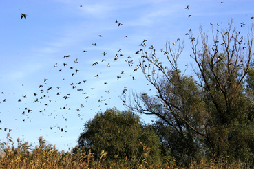 Vadgalambok tízezerei élnek a deltában 