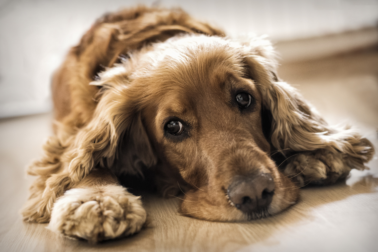 A szívizombetegség tünetei és kezelése kutyáknál