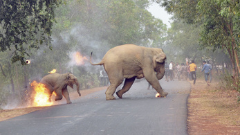 Lángra lobbantott kiselefánt menekül az év legmegrázóbb természetfotóján