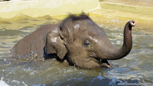Hajnalban kiselefánt született a Budapesti Állatkertben