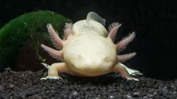 Túléli, mégis kihalhat az axolotl