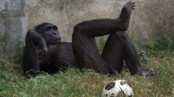 A csimpánzok felismerik társaik tudásbeli hiányosságait