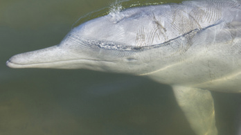 Szivaccsal udvarolnak a púposhátú delfinek