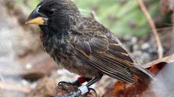 Végignézte egy tudós házaspár, ahogy kialakul egy új madárfaj