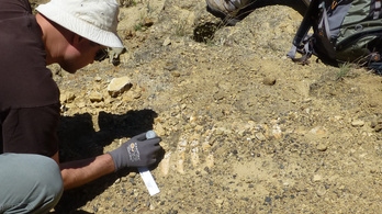 Őslamantin-fosszíliára bukkantak Dél-Kaliforniában
