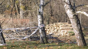 Laktanyaépítés miatt vágják a fákat Kaposvár egyedülálló parkjában
