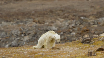 A kamerák előtt haldokolt az éhező jegesmedve