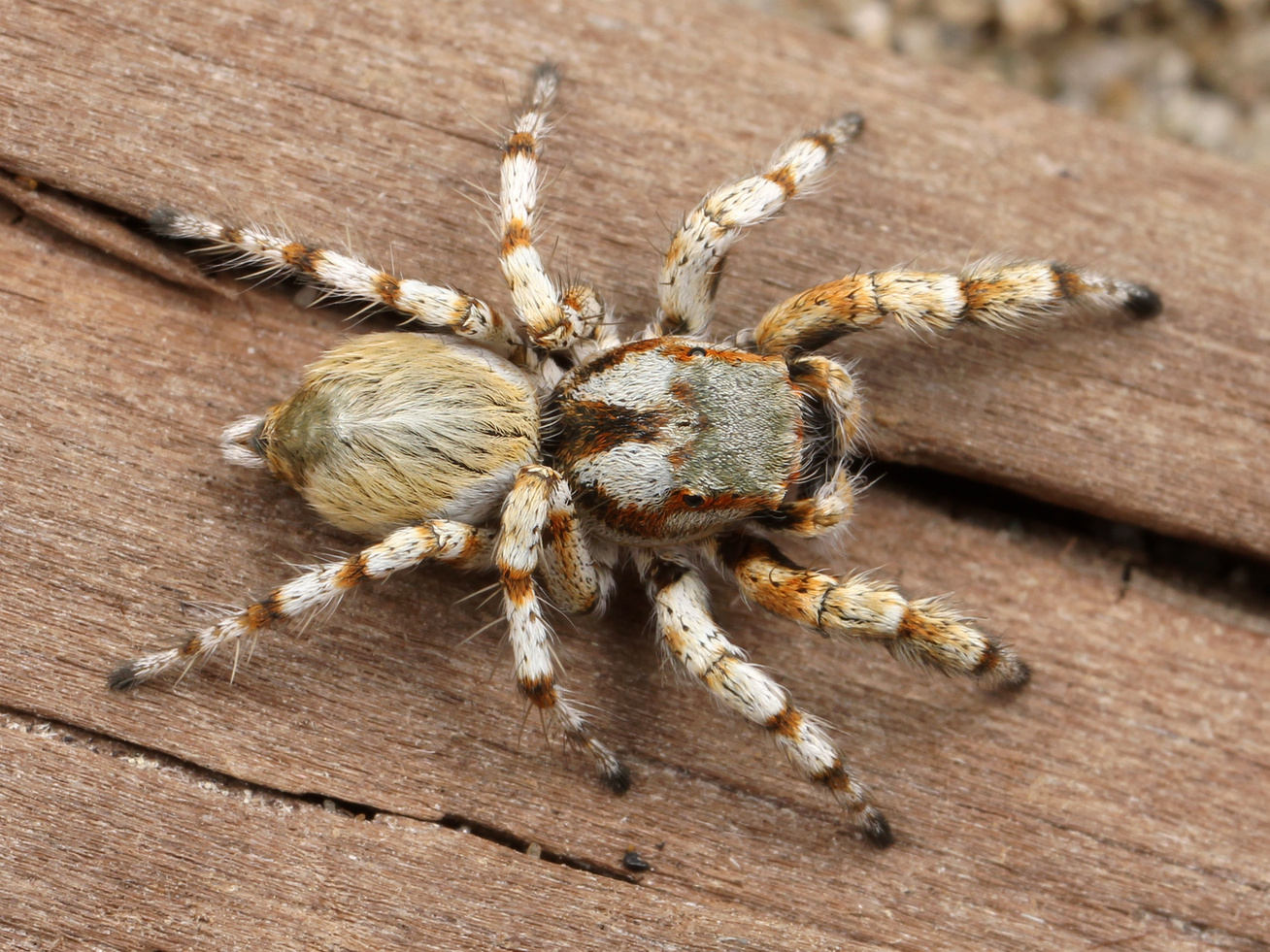 spider-hairy-arachnid-adult-45887