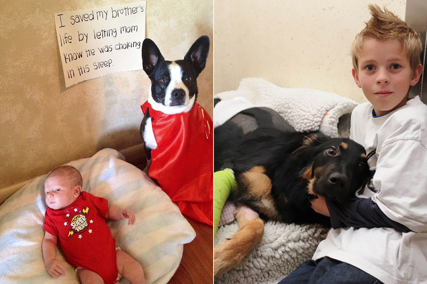 A kutya mentette meg a fuldokló kisbaba életét - 10 négylábú, aki igazi hőstettet hajtott végre
