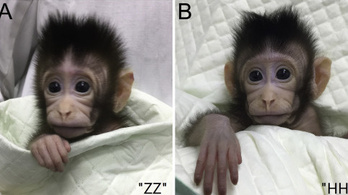 A világon először klónoztak majmokat kínai tudósok