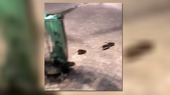 Patkányok lepték el a Notre Dame környékét az árvíz miatt