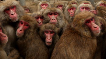 Az évtized szökése: egy csapat japán majom kikatapultált a fogságból