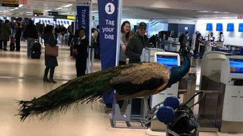 Nem engedték fel egy amerikai nő segítő páváját a repülőre