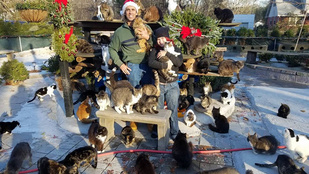 Meghalt a fia, azóta 300 macskával él együtt