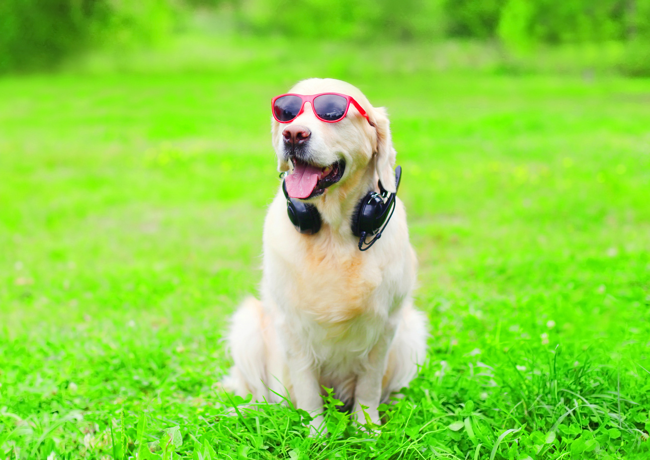 kutya zenet hallgat1
