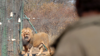 Oroszlánok marcangoltak szét egy orvvadászt Dél-Afrikában