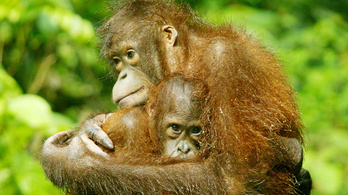 Több mint százezer orangutánt öltek meg Borneón