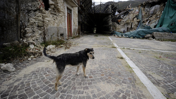Ellepték a kóbor kutyák Olaszországot