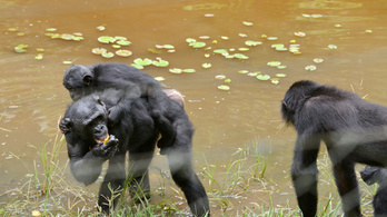 Volt, hogy nehezen értette meg magát egy bonobóval? A csimpánzoknak ez nem probléma