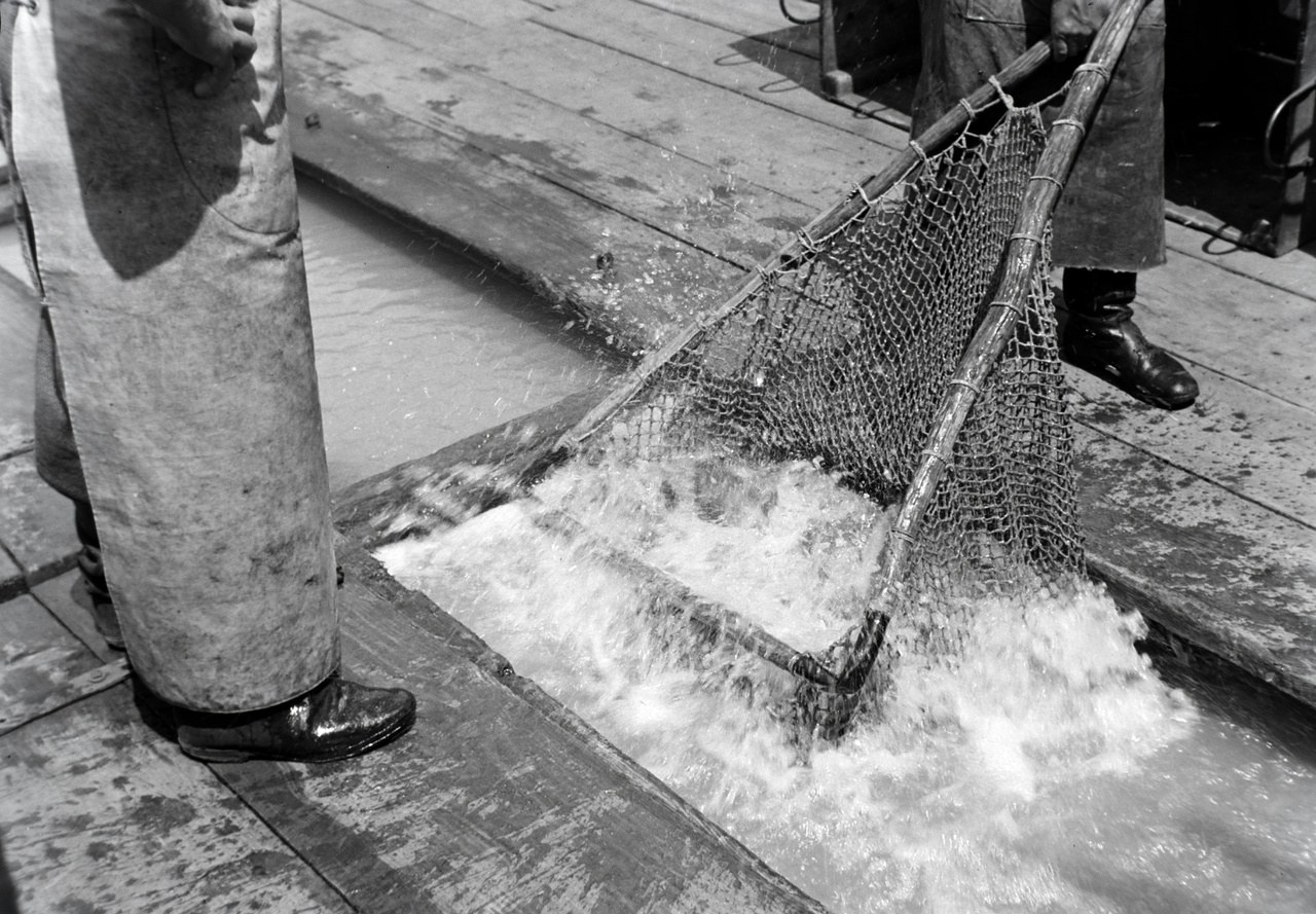 A halászbárka testében kialakított haltartó rekeszekben nyüzsögnek a halak. Jól látható, ahogy a próbálnak kiemelni belőlük néhányat.  A bárkán kialakított vízzel teli rekesz  a legkézenfekvőbb módszer a halszállításnak és élve tartásnak.