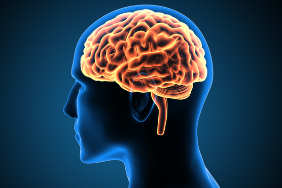 3 fontos tudnivaló az emberi agyról