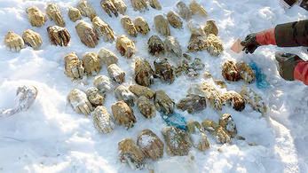 54 levágott kézfejet találtak egy orosz szigeten