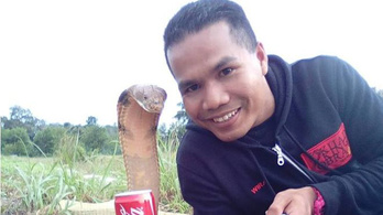 Kígyómarásba halt bele egy malajziai kígyóbűvölő