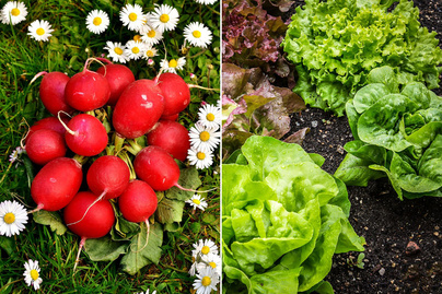10 növénypár, amit egymás mellé kell elültetni: több lesz a termés, és kevesebb a kártevő, vegyszer nélkül