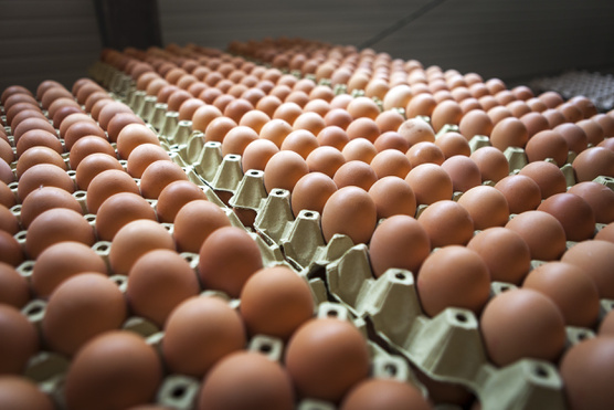 Mit okozott a tojásbotrány a konyhákban?
