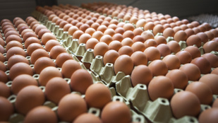 Mit okozott a tojásbotrány a konyhákban?