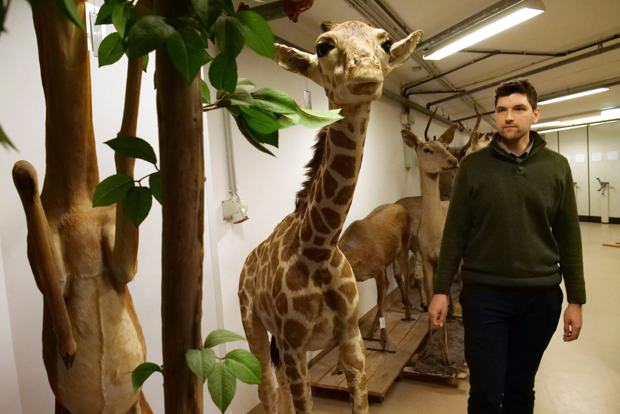Görföl Tamás, az állattár emlősgyűjteményének kurátora egy kitömött zsiráfgyerekkel.