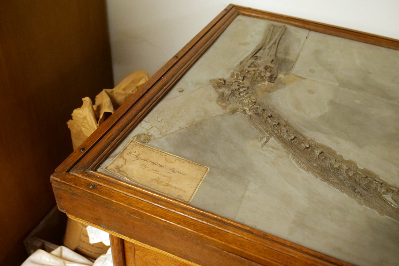 Pelagoszaurusz, őskrokodil, a fosszíliát magángyűjtő adományozta a múzeumnak a 19. században.