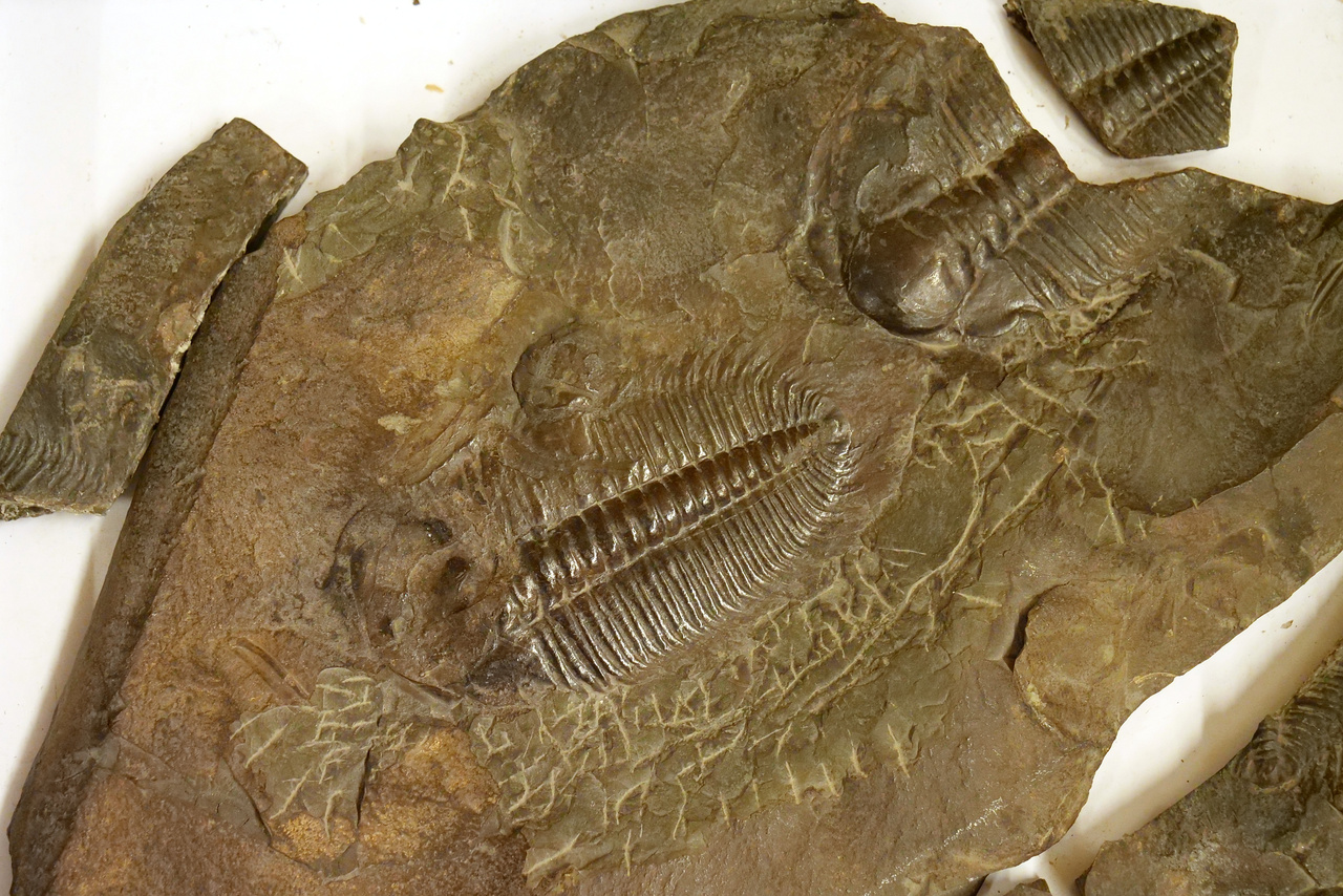 Gyönyörű trilobiták, azaz  háromkaréjú ősrákok a  kambriumból.