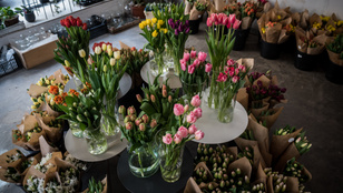 Tulipánvásáron ismerkedtünk a szezon kedvenc virágával