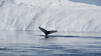 Azonnal közölhető: a grönlandi bálnák hivatalosan is az óceánok legjobb dalnokai