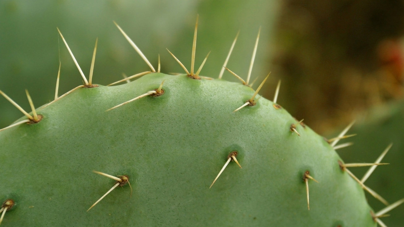 kaktusz