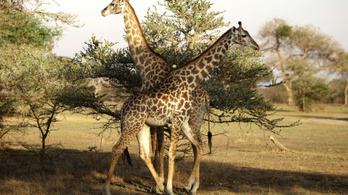 Zsiráf ölt operatőrt Dél-Afrikában